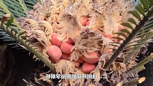 鐵樹開花的意思