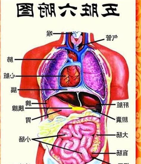 脾胃位置