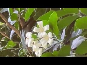 九里香米仔蘭