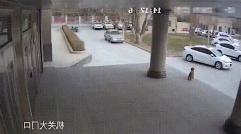 狗走失會去哪