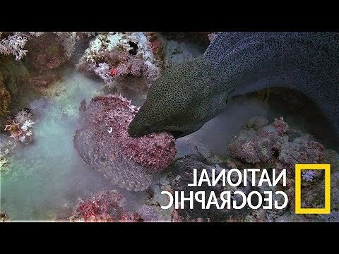 死掉的魚