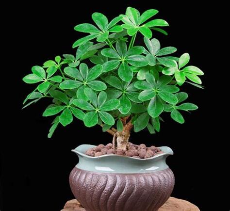 鵝掌木