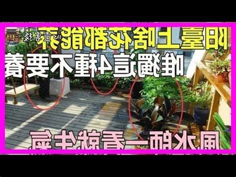 玉蘭花風水禁忌