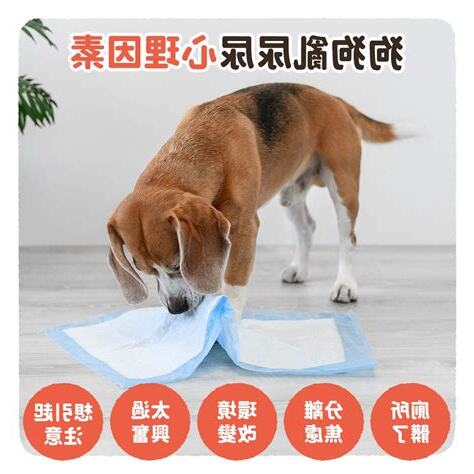 如何防止狗狗亂大便