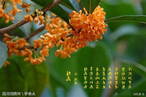 桂花寓意
