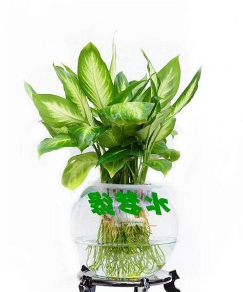 水培植物