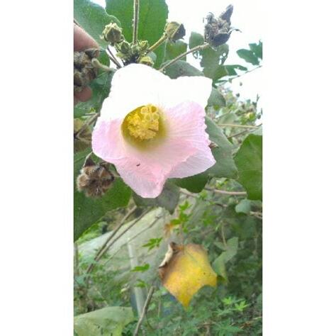 山芙蓉種植