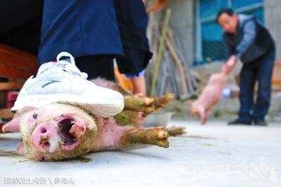 劁豬