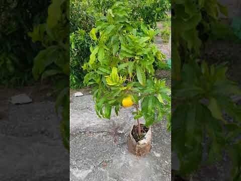 仙桃種植幾年會結果