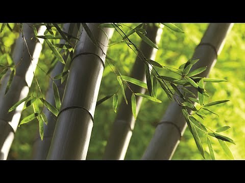 竹子生長方式