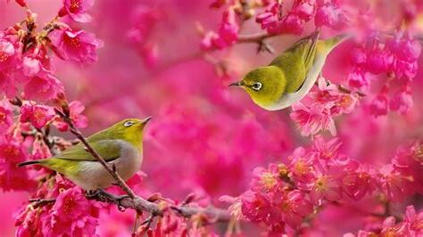 鳥花
