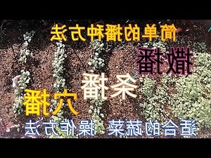 家裡不能種桑樹