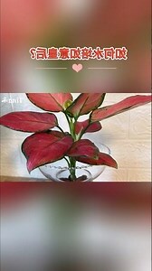吉利紅開花