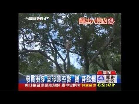九宮樹