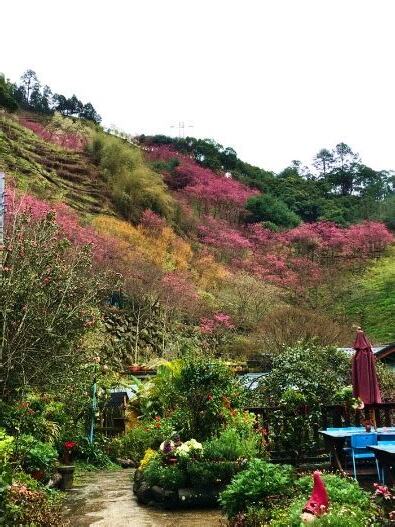 碧絡角花況