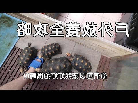 烏龜可以養在陽台嗎
