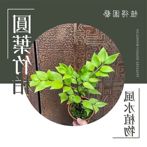 柏葉風水