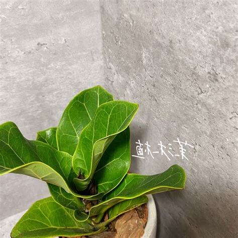 琴葉榕風水陽台
