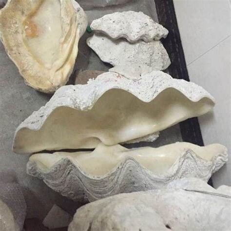硨磲貝殼