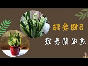 虎皮蘭功效