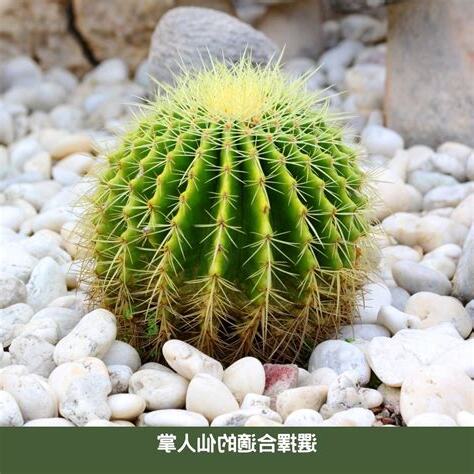 仙人掌避邪