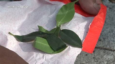 榕樹葉放紅包袋