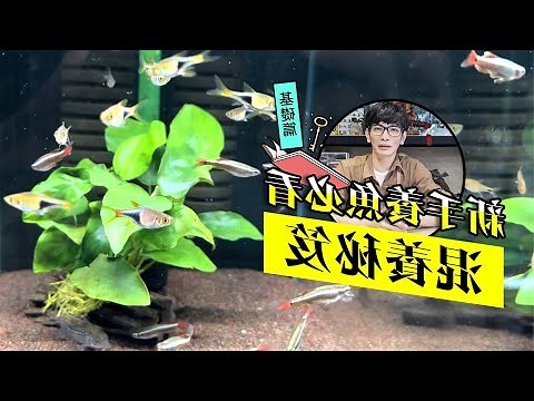 混養魚