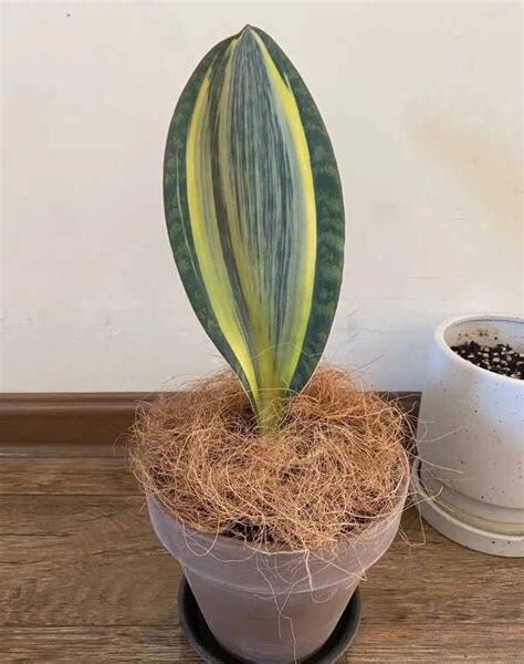 虎尾蘭品種