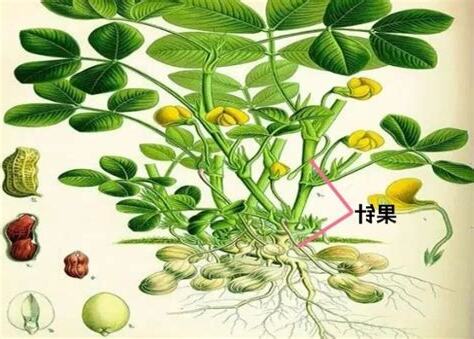 花生的意思