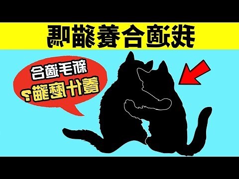 養貓改運