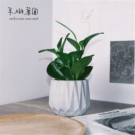 辦公室植物招財