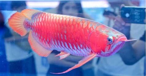 紅龍魚