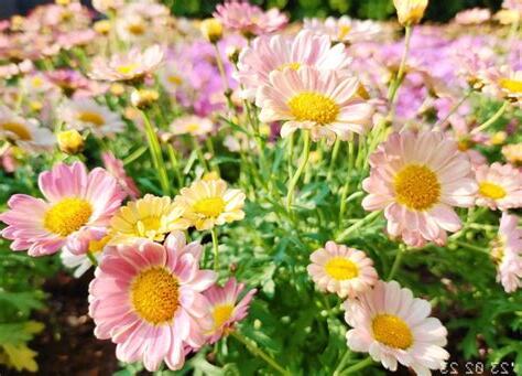 小雛菊花期