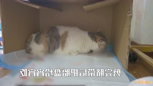 猫在家生孩子
