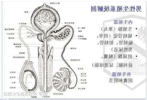 男人生殖系統
