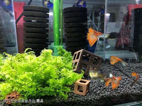 孔雀魚要養幾隻