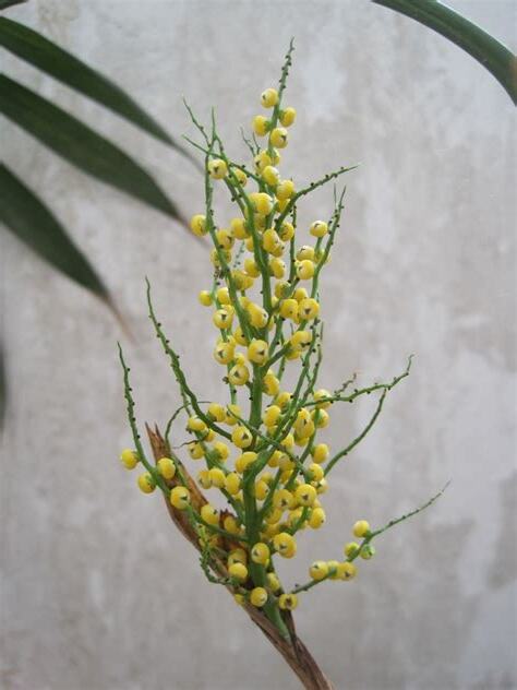 袖珍椰子花