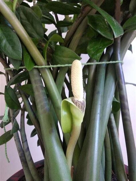 金錢樹開花後