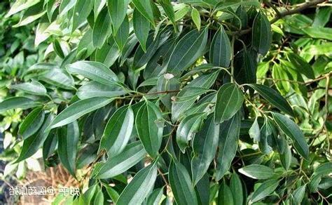 桂枝樹