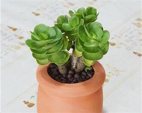 金錢木種植方法