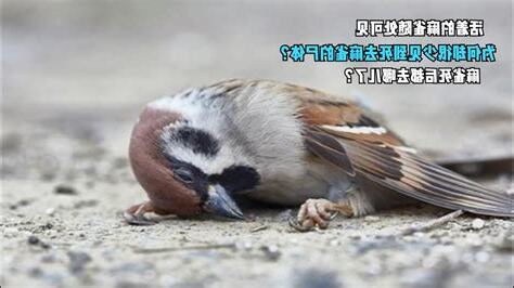 麻雀死掉怎麼處理