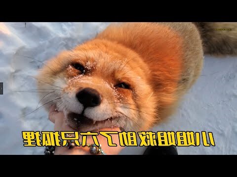 養狐貍