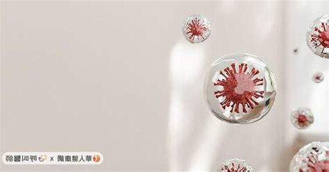 蝙蝠屬於哪一類