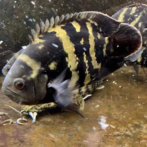 大黃蜂地圖魚