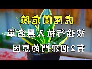 虎皮蘭虎尾蘭