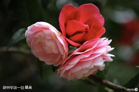 山茶花好種嗎