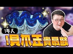 硨磲貝價格