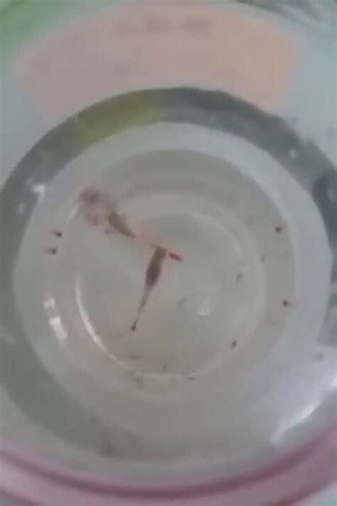 魚生bb風水