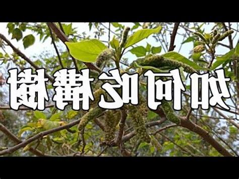 鹿仔入藥構樹功效