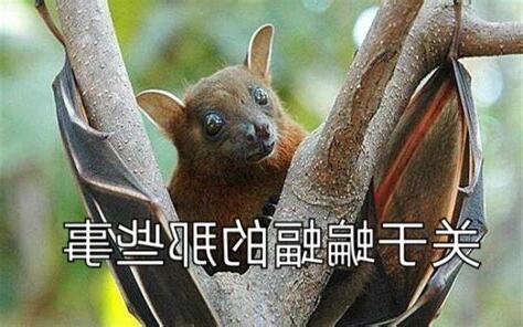 蝙蝠會咬人嗎